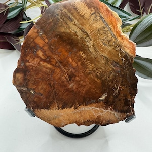 Polished Petrified Wood Slab with Stand, Fossilized Wood Slice, Gifts