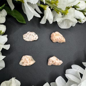 May include: Four small, beige and tan seashells with textured surfaces are arranged on a black background, surrounded by white flowers. The shells have a natural, organic appearance, and the composition is simple and elegant.