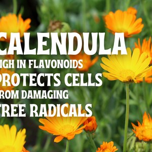 May include: Close-up of orange and yellow calendula flowers with green foliage. Text reads: Calendula, High in Flavonoids, Protects Cells from Damaging Free Radicals.