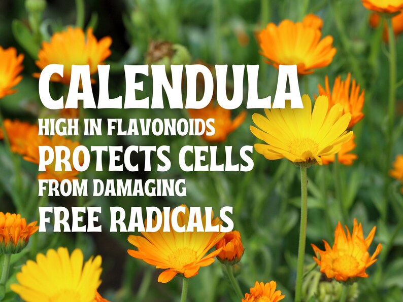 May include: Close-up of orange and yellow calendula flowers with green foliage. Text reads: Calendula, High in Flavonoids, Protects Cells from Damaging Free Radicals.