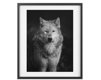 Wolf Wall Art Print Poster Blanco y negro / Vida salvaje y fotografía de animales