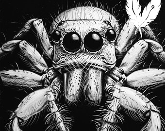 May include: Black and white illustration of a jumping spider with large eyes and hairy legs. The spider is facing the viewer and has a feather behind it.