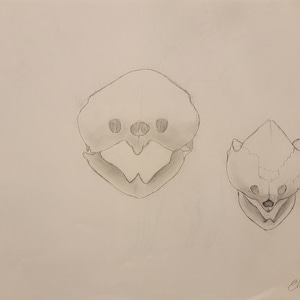May include: A pencil drawing of two skulls, one larger than the other, on a white background. The artist's signature, "Elias AC", is in the bottom right corner.