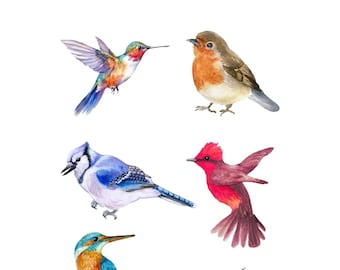 Dierenklassen Flashcards voor kinderen | Kaarten onderwijskunde (bewerkbare pdf)