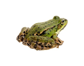 Jungledieren-flashcards | Kinderen leren printables (bewerkbare pdf en jpeg)