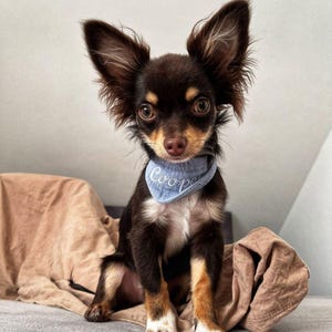 Könnte beinhalten: Ein kleiner, langhaariger, dunkelbrauner und lohfarbener Chihuahua mit großen, aufrechten Ohren. Der Hund trägt ein hellblaues Stoffhalstuch um den Hals, auf dem der weiße Text Cooper in einer kursiven Schreibschrift eingestickt ist.