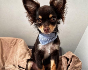 May include: A small, long-haired, dark brown and tan Chihuahua dog with large, upright ears. The dog is wearing a light blue fabric bandana around its neck, which features the embroidered white text Cooper in a cursive script font.