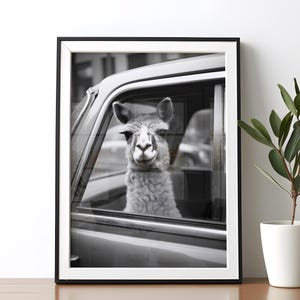 Funny llama printable wall art black and white alpaca poster humorous animal home decor funny wall decor llama print DIGITAL DOWNLOAD