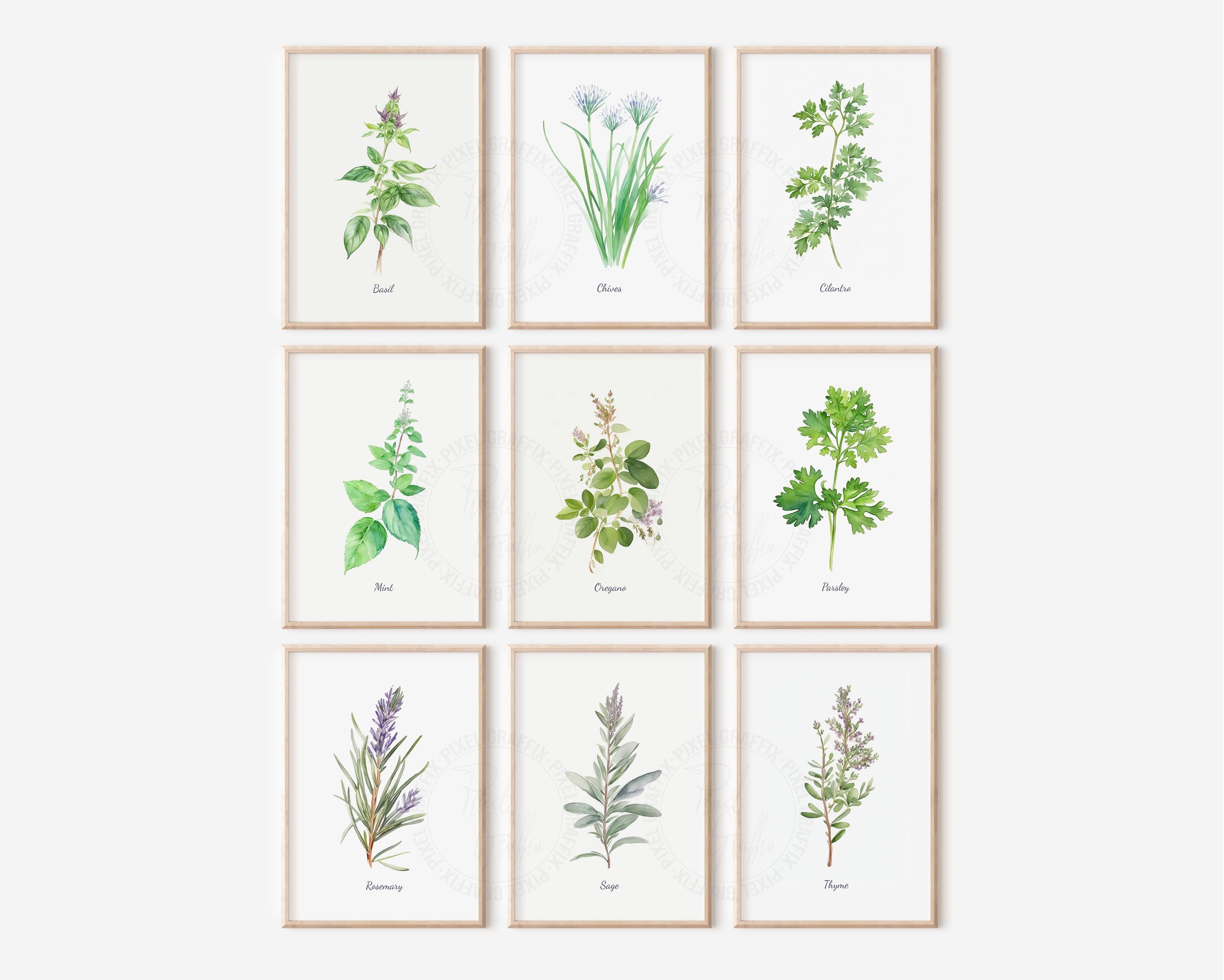 Herb Wall Art Set of 9 | Botanical Kitchen Prints, Farmhouse Decor ...