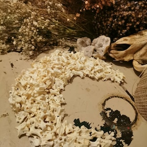 Chicken vertebrae bones, bag of 50