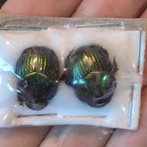 May include: Two iridescent green beetles with black bodies are pinned to a white background in a plastic display case.