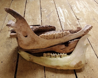 Craft grade cow jaw for art projects