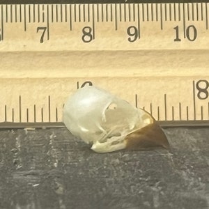 Pode incluir: Um pequeno crânio de pássaro branco com um bico castanho. O crânio tem aproximadamente 2,5 cm de comprimento e está sobre uma superfície escura ao lado de uma régua.