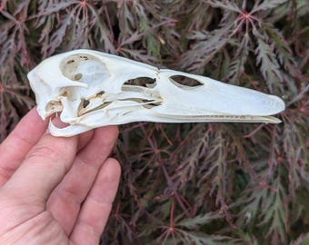 ガチョウ 頭骨 B ガチョウ 頭骨 B