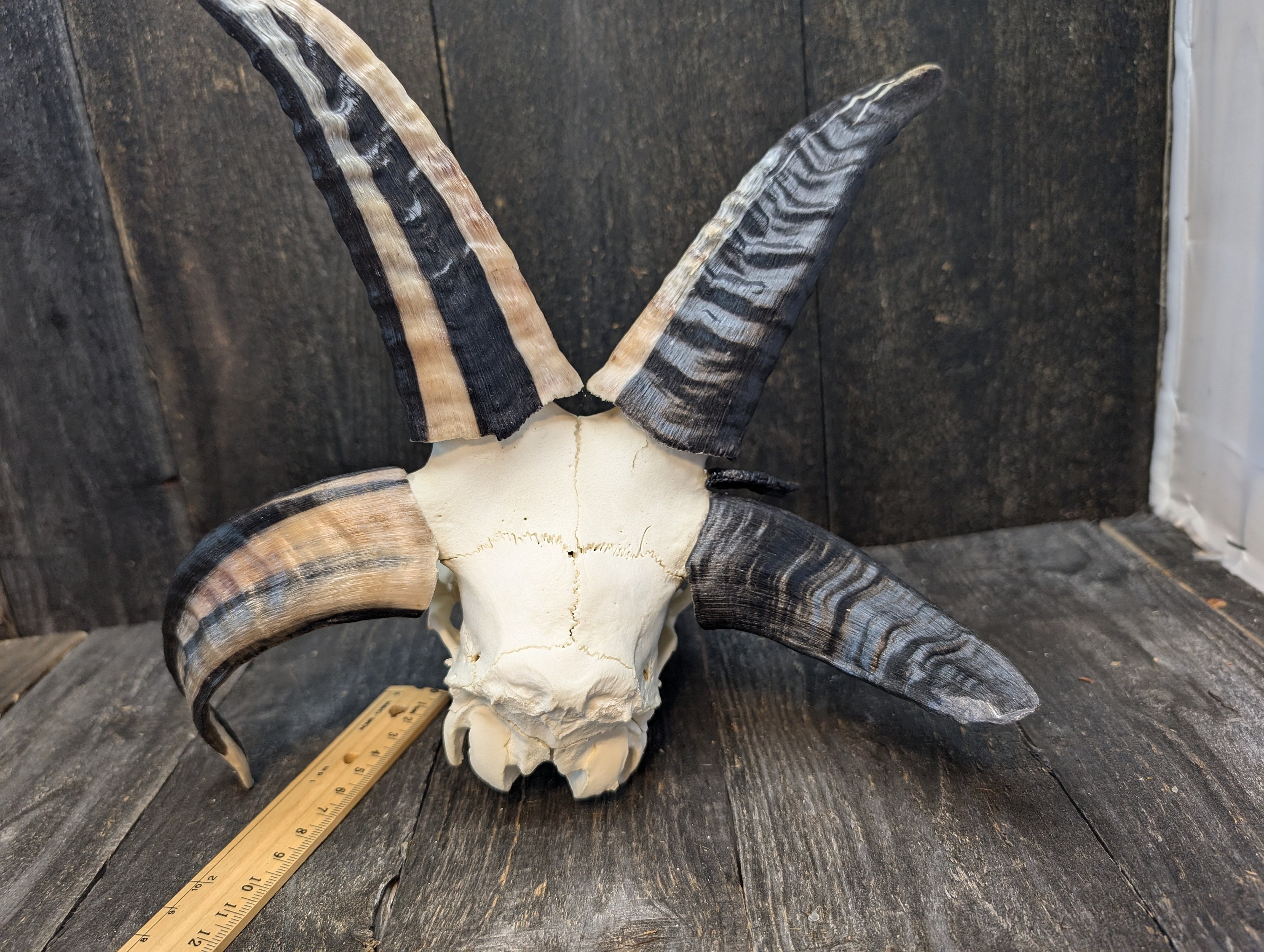 4 Horn Sheep Skull - Etsy