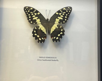 Real framed Queen Citrus swallowtail butterfly - Papilio Demodocus A1