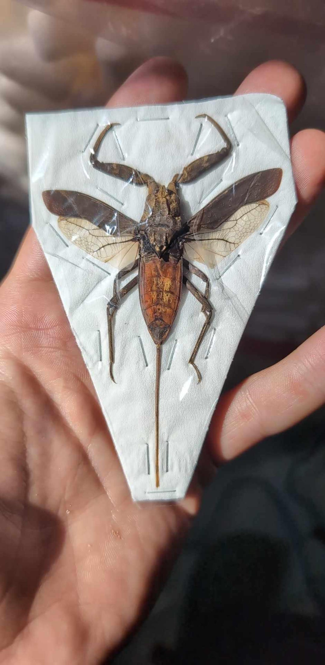 Water Scorpion Nepa Rubra A1 Spread and Unmounted for All Your Art ...