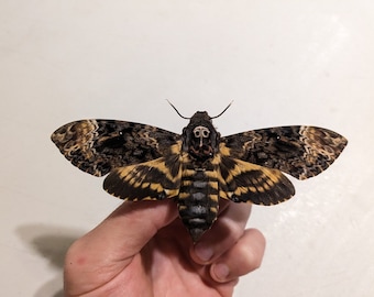 Greater Death's Head Hawk Moth - Acherotia Lachesis A1 unspread  and unmounted for all your art projects and taxidermy needs