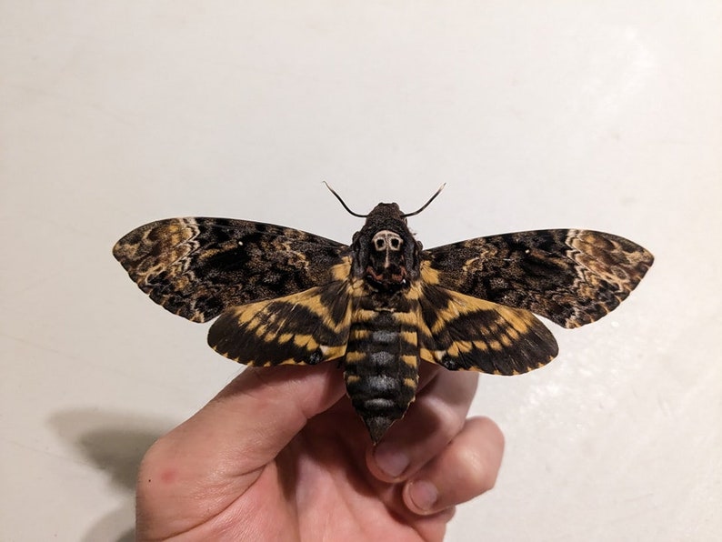 Greater Death's Head Hawk Moth Acherotia Lachesis A1 unspread and unmounted for all your art projects and taxidermy needs zdjęcie 1