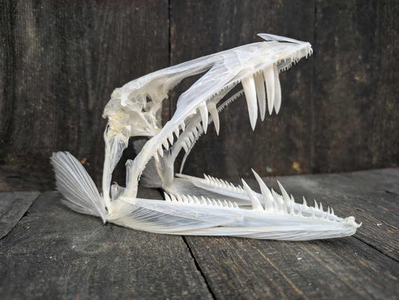Deep Sea Fish Skull - Long Snouted Lancet - Alepisaurus Ferox #3