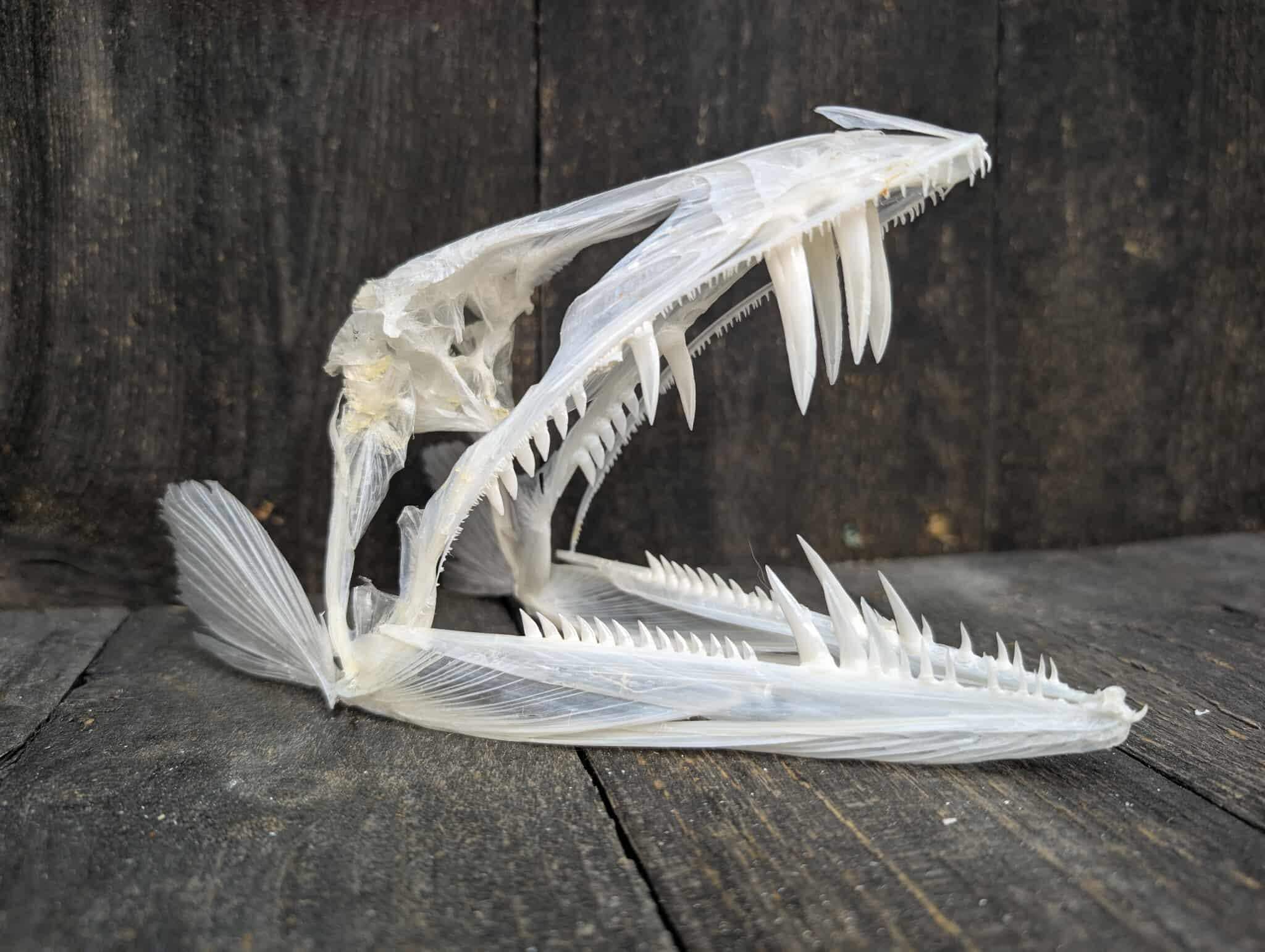 Deep Sea Fish Skull - Long Snouted Lancet - Alepisaurus Ferox #3