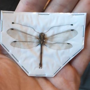 Pode incluir: Uma libélula preservada com asas translúcidas e um corpo castanho está montada sobre um fundo branco numa moldura de plástico transparente.