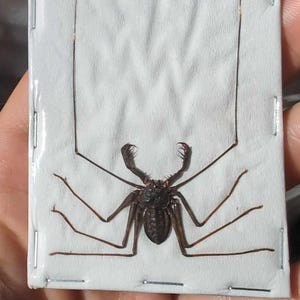 Può includere: Un ragno frusta marrone e nero appuntato su una carta bianca con cuciture nere attorno ai bordi.
