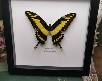 King Swallowtail Butterfly - Papilio Thoas aa-