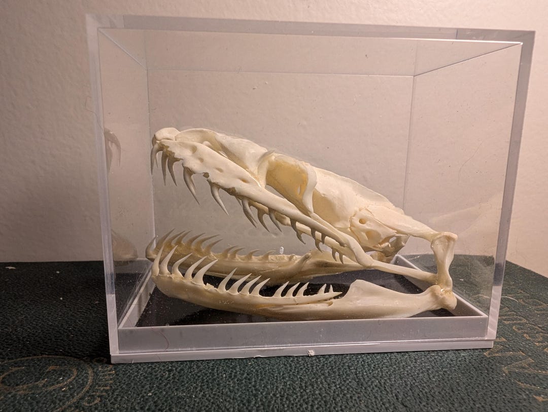 Reticulated Python Skull in Display Case(canada Only) - Etsy