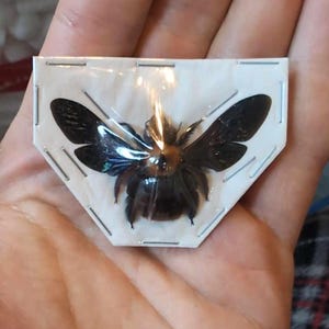 Gult snickarbi - Xylocopa Confusa A1 uppbrett och omonterat för alla dina konstprojekt och taxidermibehov