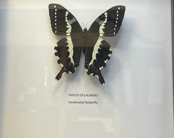 Real framed Swallowtail Butterfly - Papilio Delalandei aa-