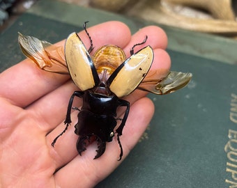 Stag beetle - Odontolabis Ludekingi Unspread A1 for all your art projects and taxidermy needs