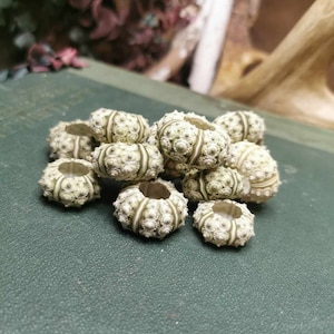 Puede incluir: Un grupo de pequeños erizos de mar blancos y verdes con una superficie texturizada. Los erizos de mar están dispuestos en una pila sobre una superficie verde.