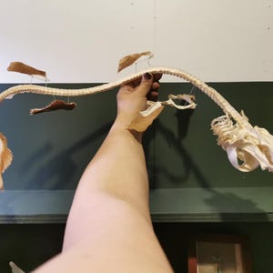 Full shark skeleton - Centroscymnus Coelolepis - Portuguese dogfish