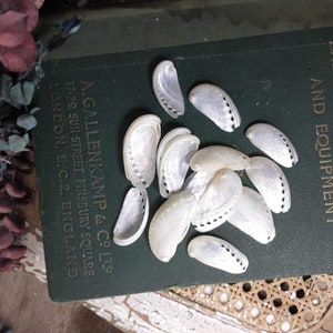 Könnte beinhalten: Eine Sammlung weißer, irisierender Muscheln mit einem gewellten Rand und einem Loch, das oben gebohrt wurde. Die Muscheln sind auf einem grünen Buch mit dem Text "Laborgeräte und -ausrüstung" und "A. Gallenkamp & Co. Ltd. 17-29, Sun Street Finsbury Square London, E.C.2. England." angeordnet.