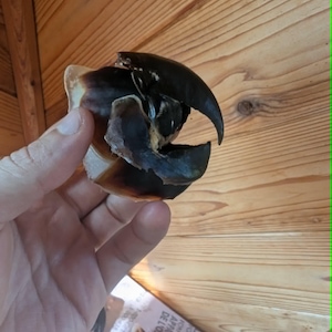 May include: A dark brown and black crab claw with a curved, pointed pincer. The shell has a smooth, hard texture with lighter tan and cream-coloured areas near the base where it connects to the body. The claw is held in a vertical position.