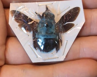 Blaue Holzbiene - Xylocopa Caerulea A1 ausgebreitet und ungefasst für alle Ihre Kunstprojekte und Präparatebedarf