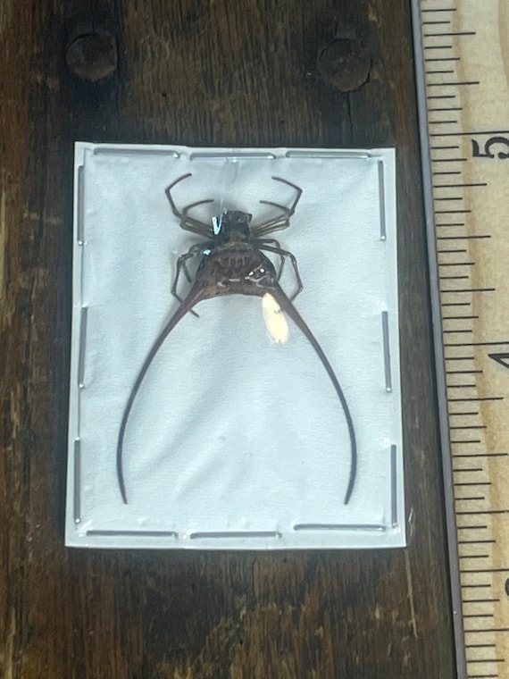 Longhorned orbweaver - Macracantha Acruata A1 for all your art projects and taxidermy needs.