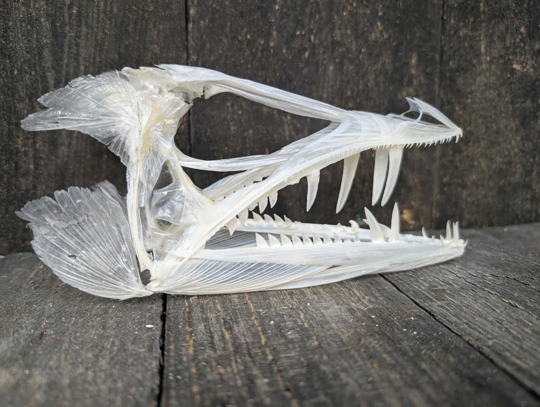 Piranha fish taxidermy - Etsy 日本