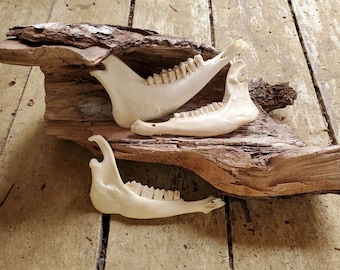 Craft-grade Sheep Jaws for art projects and decoration.