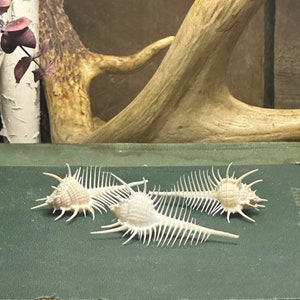 Può includere: Tre conchiglie bianche con disegni spinosi e intricati su un libro verde. Le conchiglie sono disposte in fila, con le due alle estremità che guardano nella stessa direzione e la conchiglia centrale che guarda nella direzione opposta.