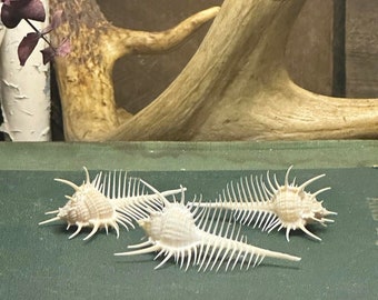 オーダーアンクレット確認用.アリエル.貝殻