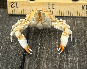 Pebble crab - leucosia anatum