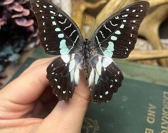 Meyers dreieck schmetterling graphium meyeri unspread a1 für all Ihre Kunstprojekte und Tierskulpturen.