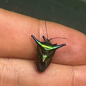 May include: A green and iridescent shield-shaped bug with a long, thin, black antenna. The bug has a red border around its edges.