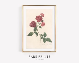 Vintage Printable Art | Floral | Plants | Botanical Wall Art | Antique Floral Art | Neutral | Minimalist Decor | Printable | Rare Prints