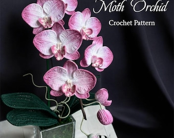 Medinilla Cummingii Starter Plant (ALL STARTER PLANTS