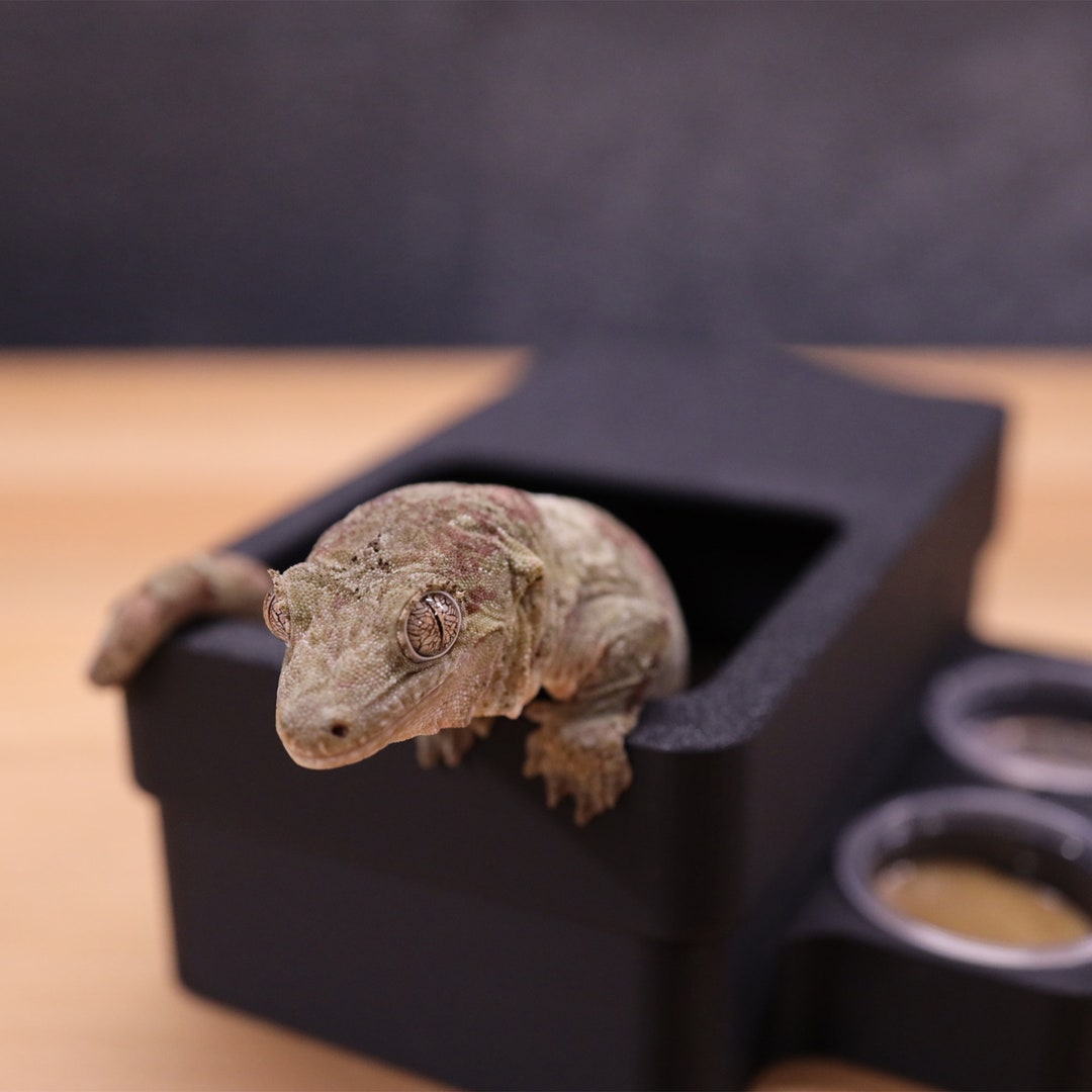 The Best Lay Box Ever for Geckos With Transparent Bottom crested