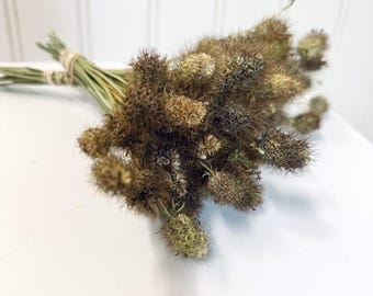 Dried Scabiosa Phalaris Grass With Stems Home Decor DIY Crafts Gifts For Her
