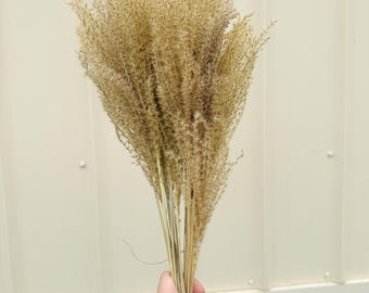 May include: A bundle of dried ornamental grass with feathery, light beige plumes. The stems are thin, pale, and gathered together at the base, fanning out into a dense, textured arrangement of delicate, airy seed heads in a natural tan color.
